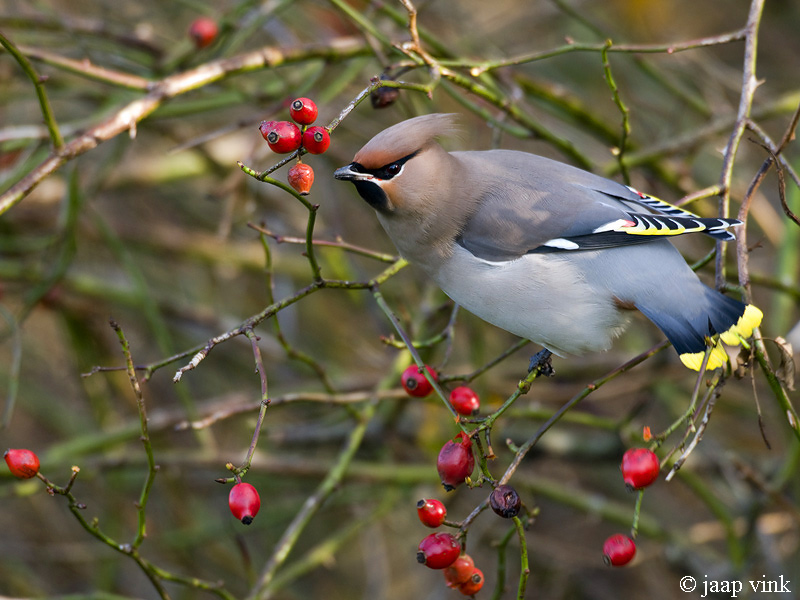 Bohemian Waxwing - Pestvogel - Bombycilla garrulus