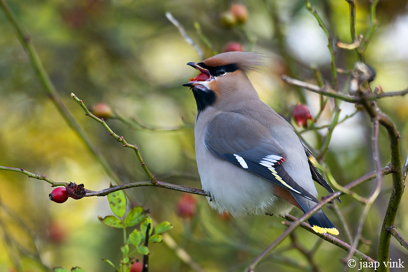 Bohemian Waxwing - Pestvogel - Bombycilla garrulus