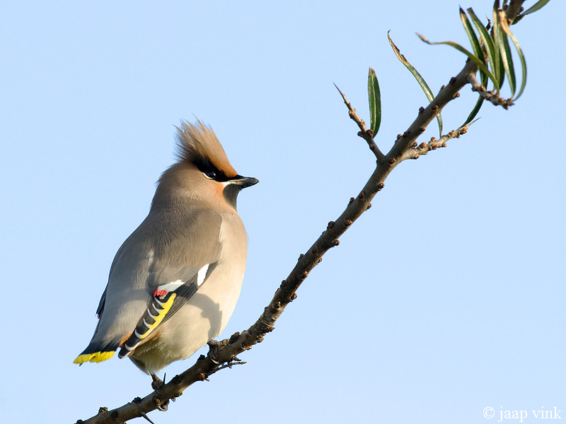 Bohemian Waxwing - Pestvogel - Bombycilla garrulus