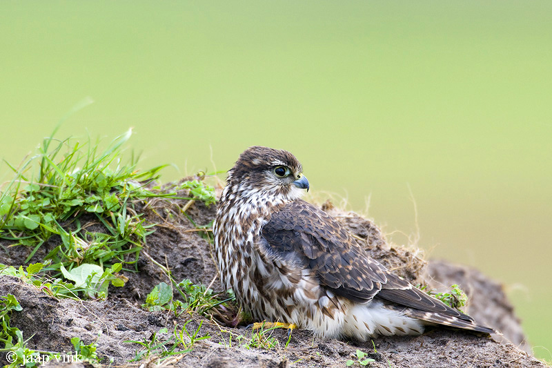 Merlin - Smelleken - Falco columbarius