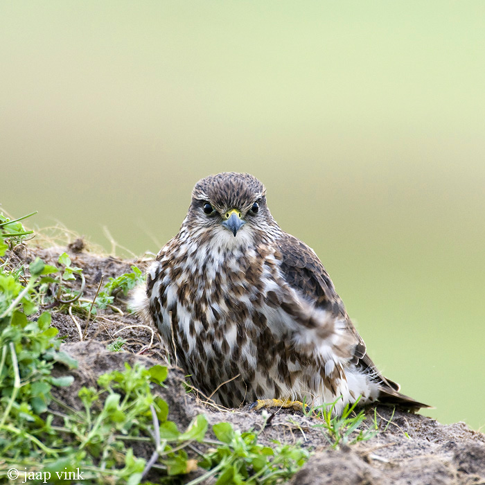 Merlin - Smelleken - Falco columbarius
