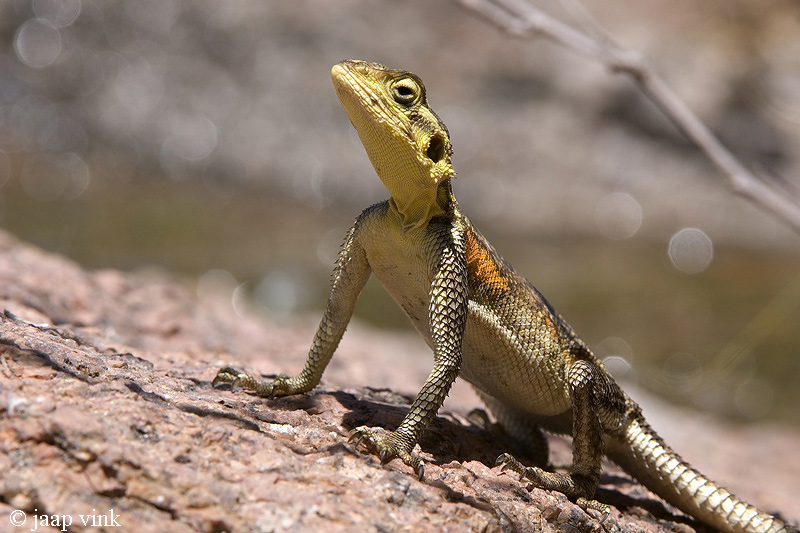 Namibian Rock Agama - Namibische Rots-agama - Agama planiceps