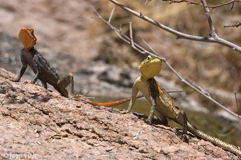 Namibian Rock Agama - Namibische Rots-agama - Agama planiceps