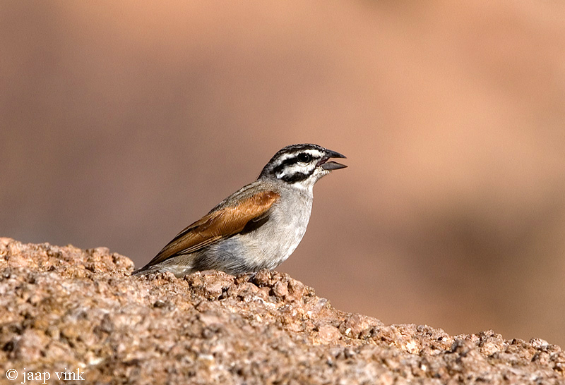 Cape Bunting - Kaapse Gors - Emberiza capensis