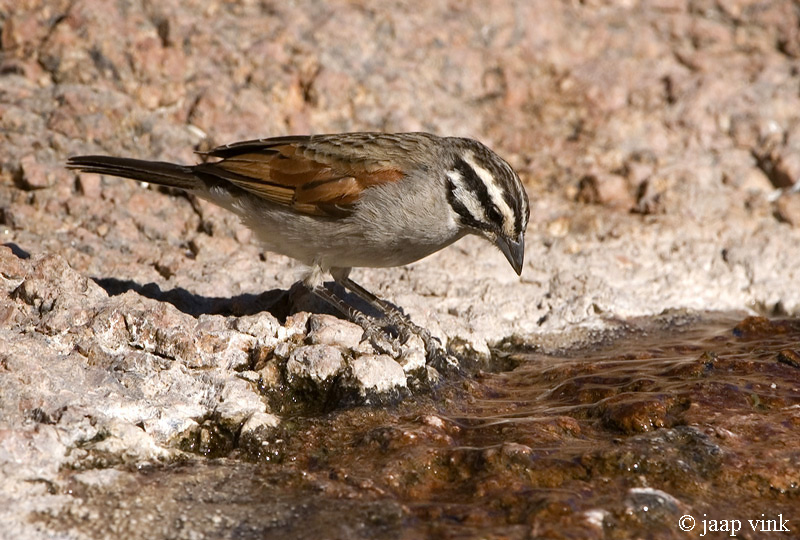 Cape Bunting - Kaapse Gors - Emberiza capensis