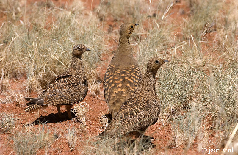 Namaqua Sandgrouse - Namaqua Zandhoen - Pterocles namaqua