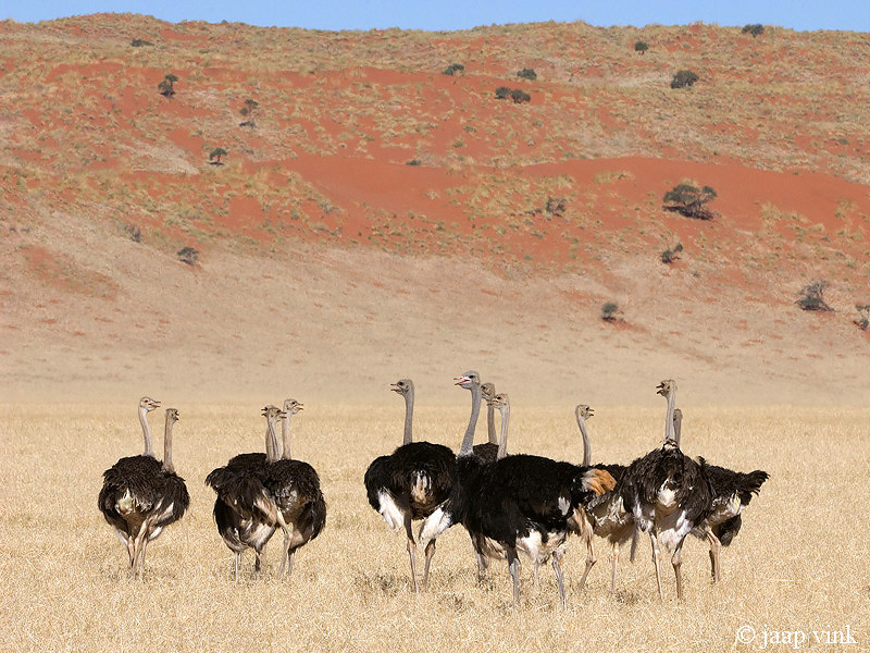 Common Ostrich - Struisvogel - Struthio camelus