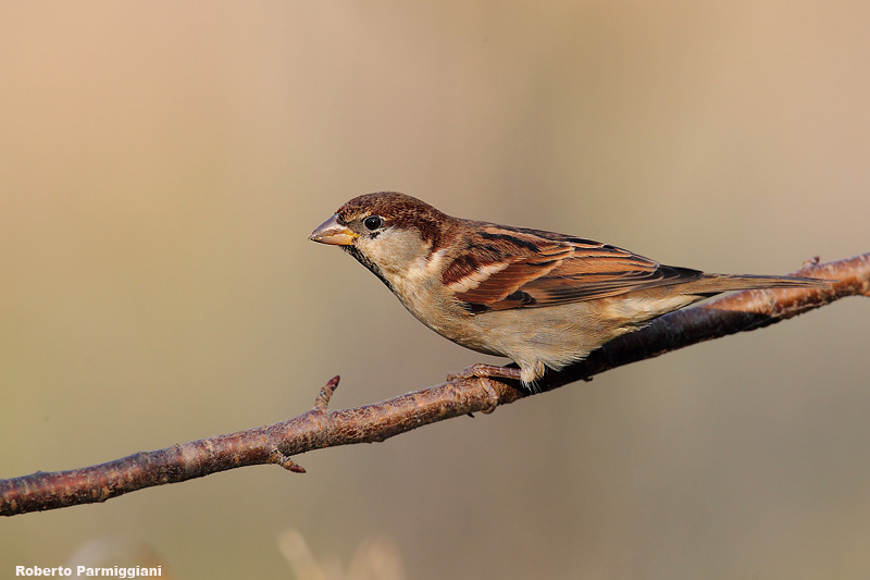 Passer italiae (italian sparrow--passero dItalia)
