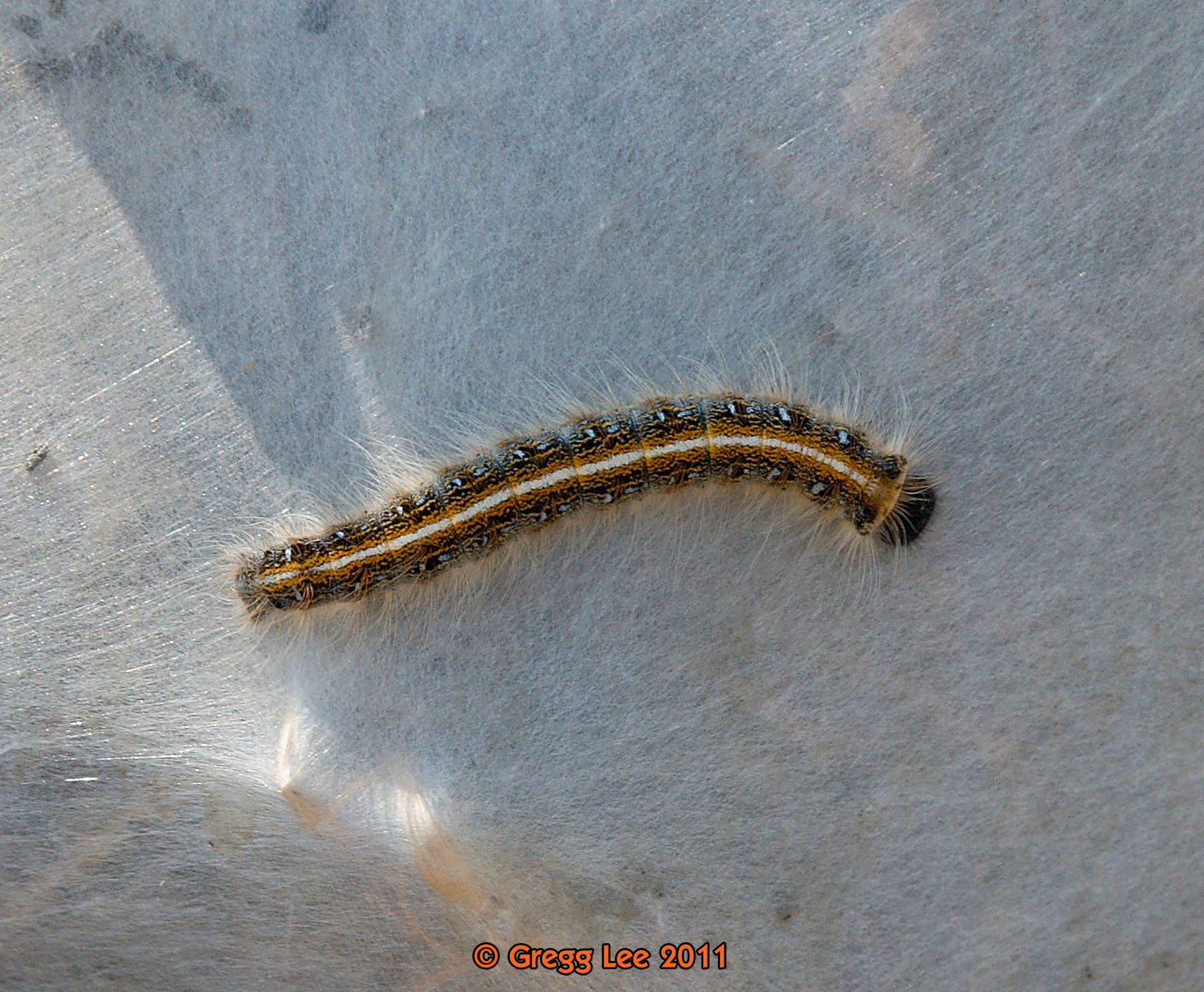 Malacosoma americanum - Eastern Tent Caterpillar Moth