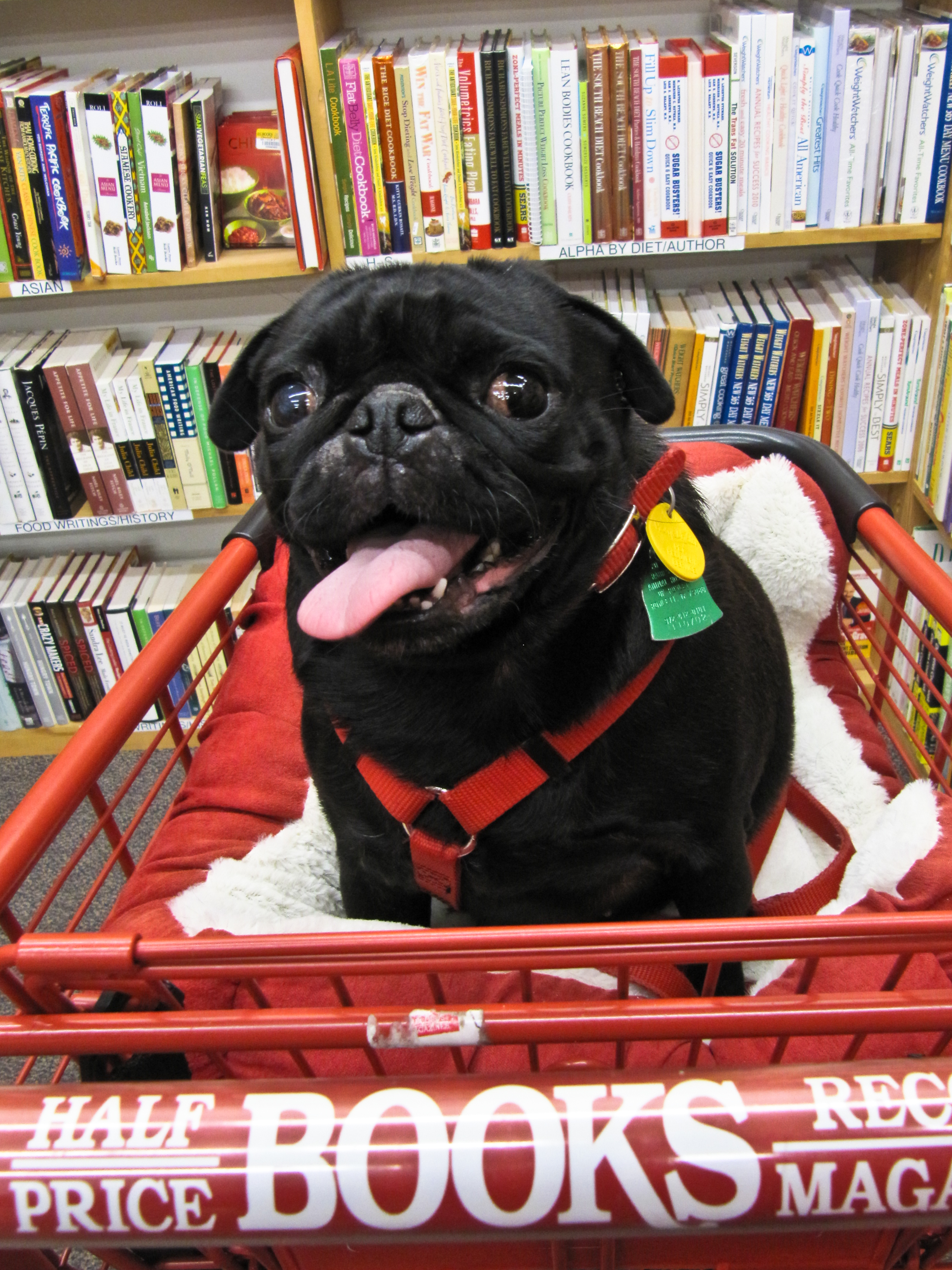 Mollie goes shopping...