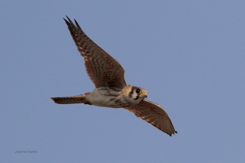 American Kestrel