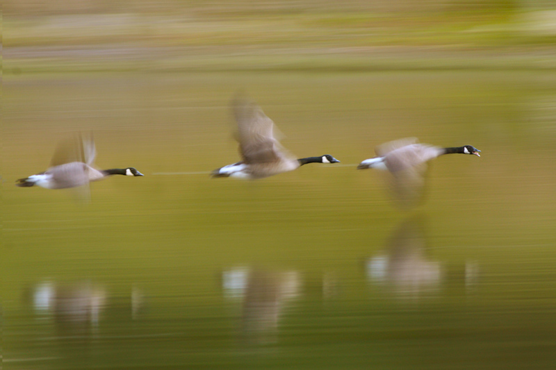 branta-c.jpg