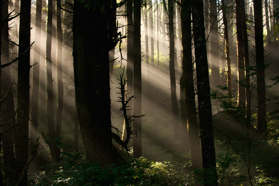 Morning in the Rainforest