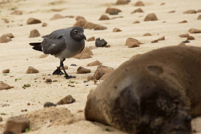 Lava gull heading for dinner on a dead sea lion