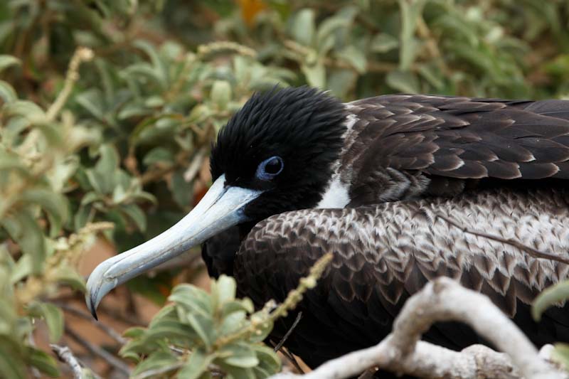 Frigatebird juvenile