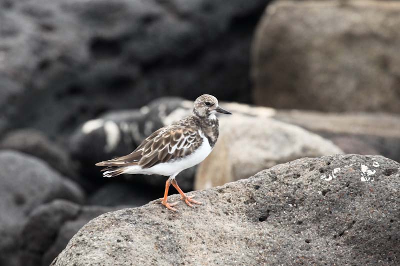 Ruddy turnstone
