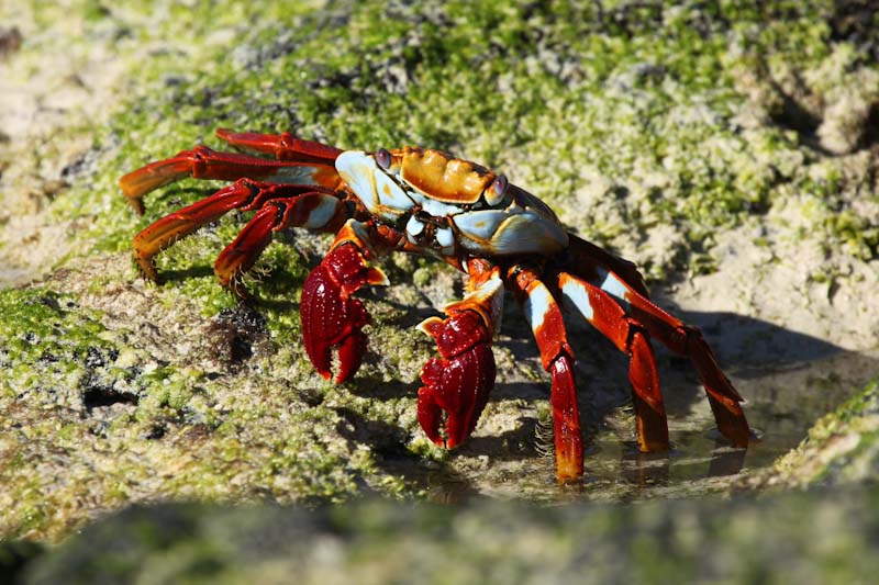 Sally Lightfoot crab