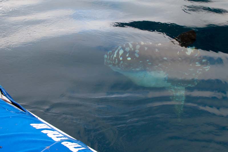 Mola mola - pacific sunfish - it is huge!