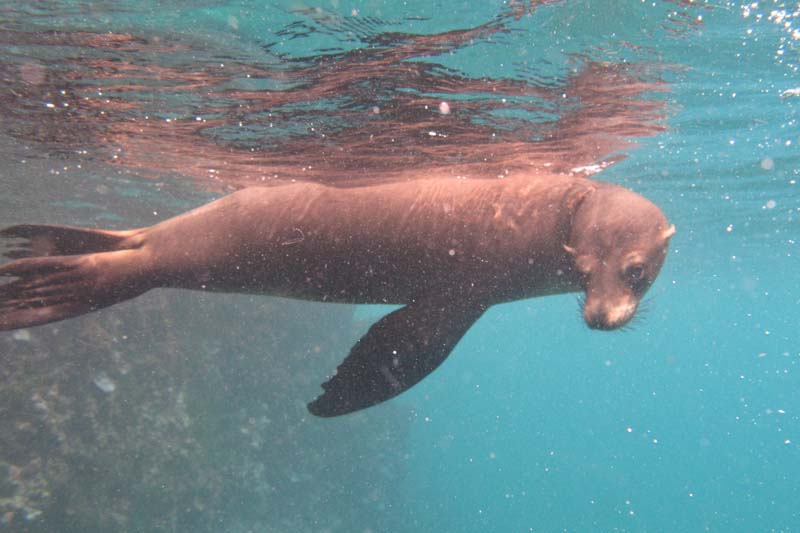 Another playful sea lion