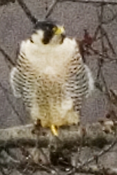Peregrine Falcon at West Branch Susquehana River, near McElhatten, PA