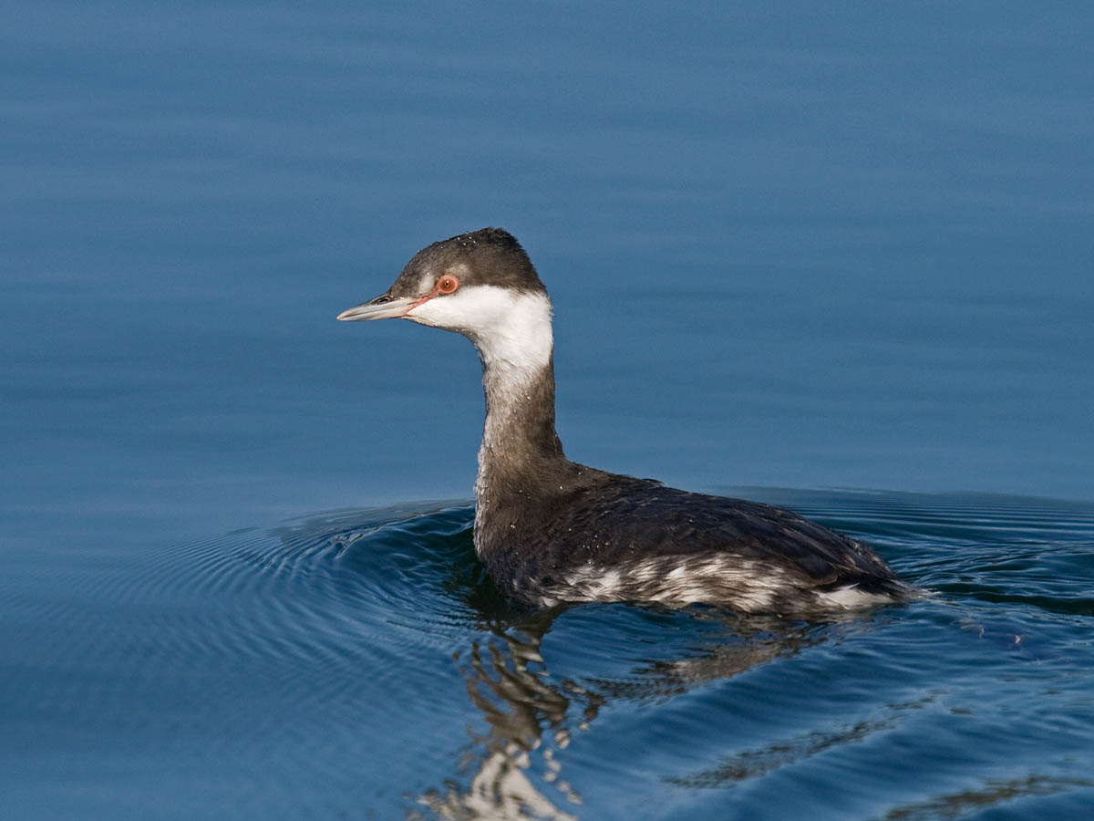 Horned Grebe