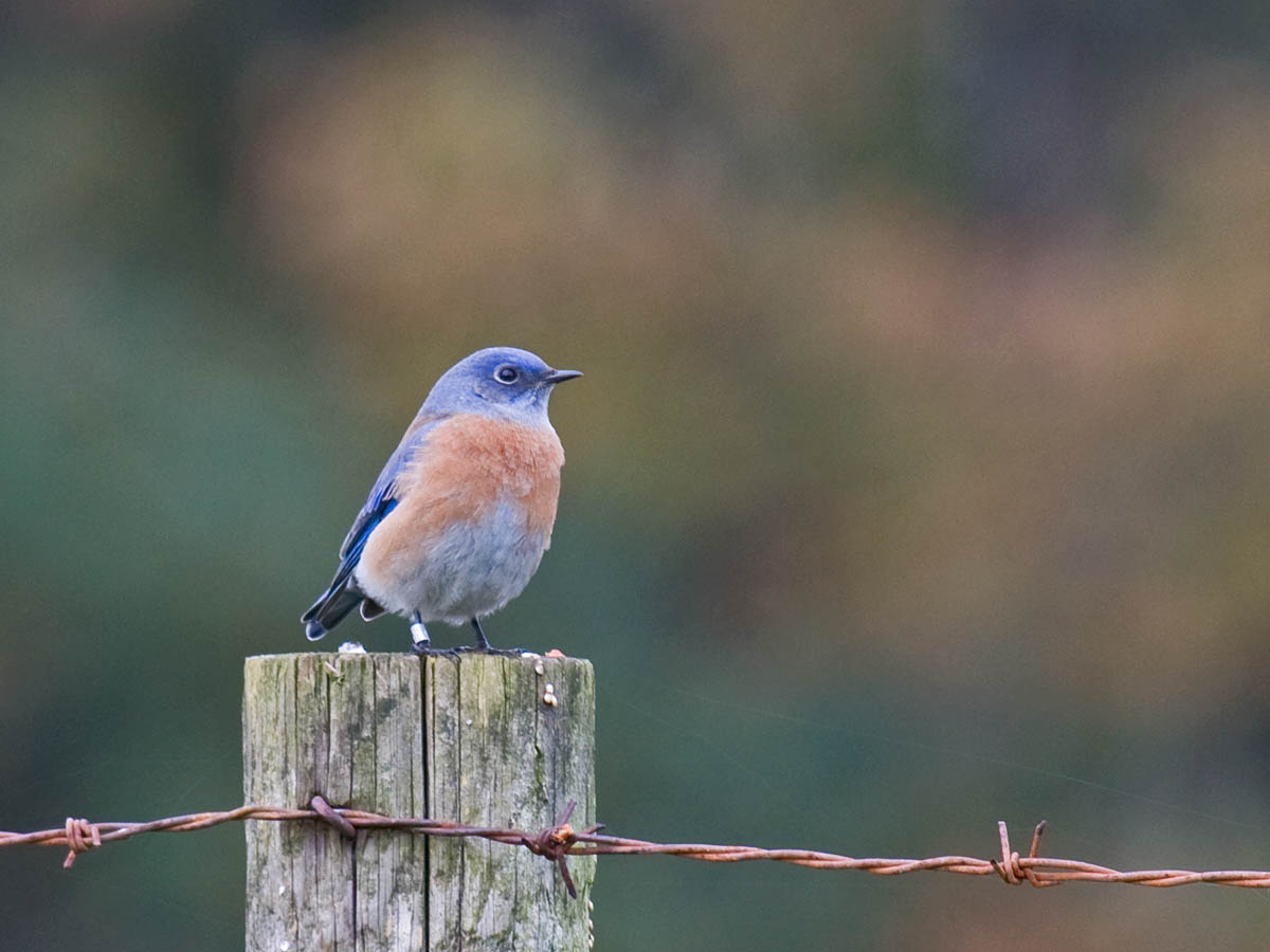 Western Bluebird