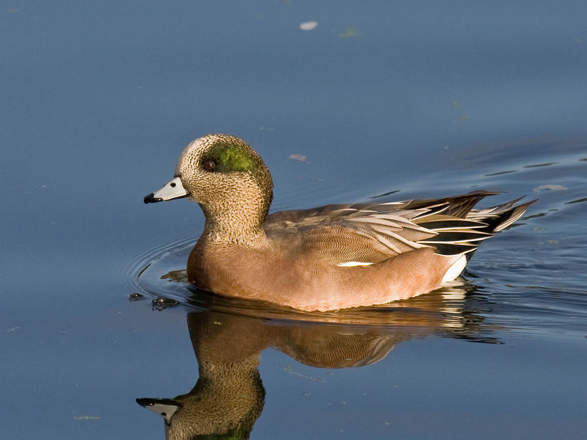 American Wigeon