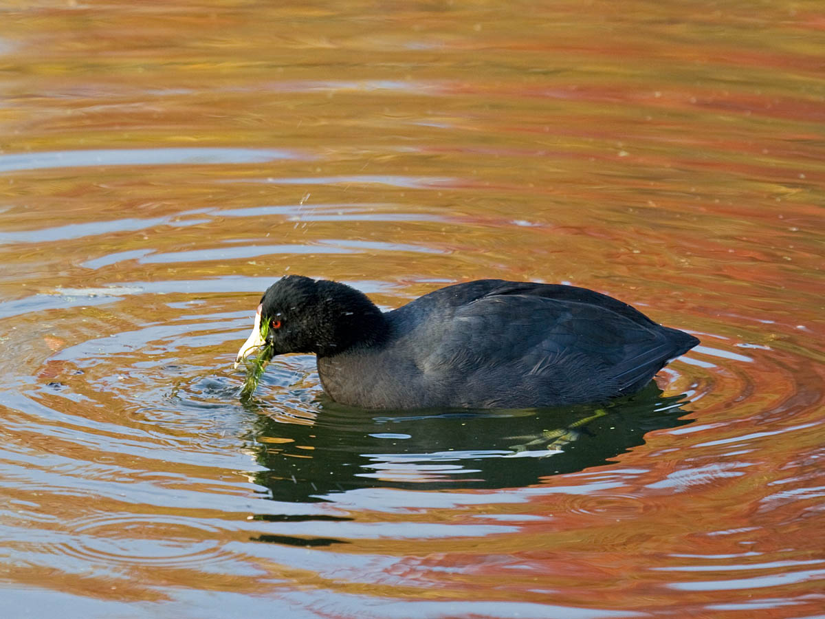 American Coot