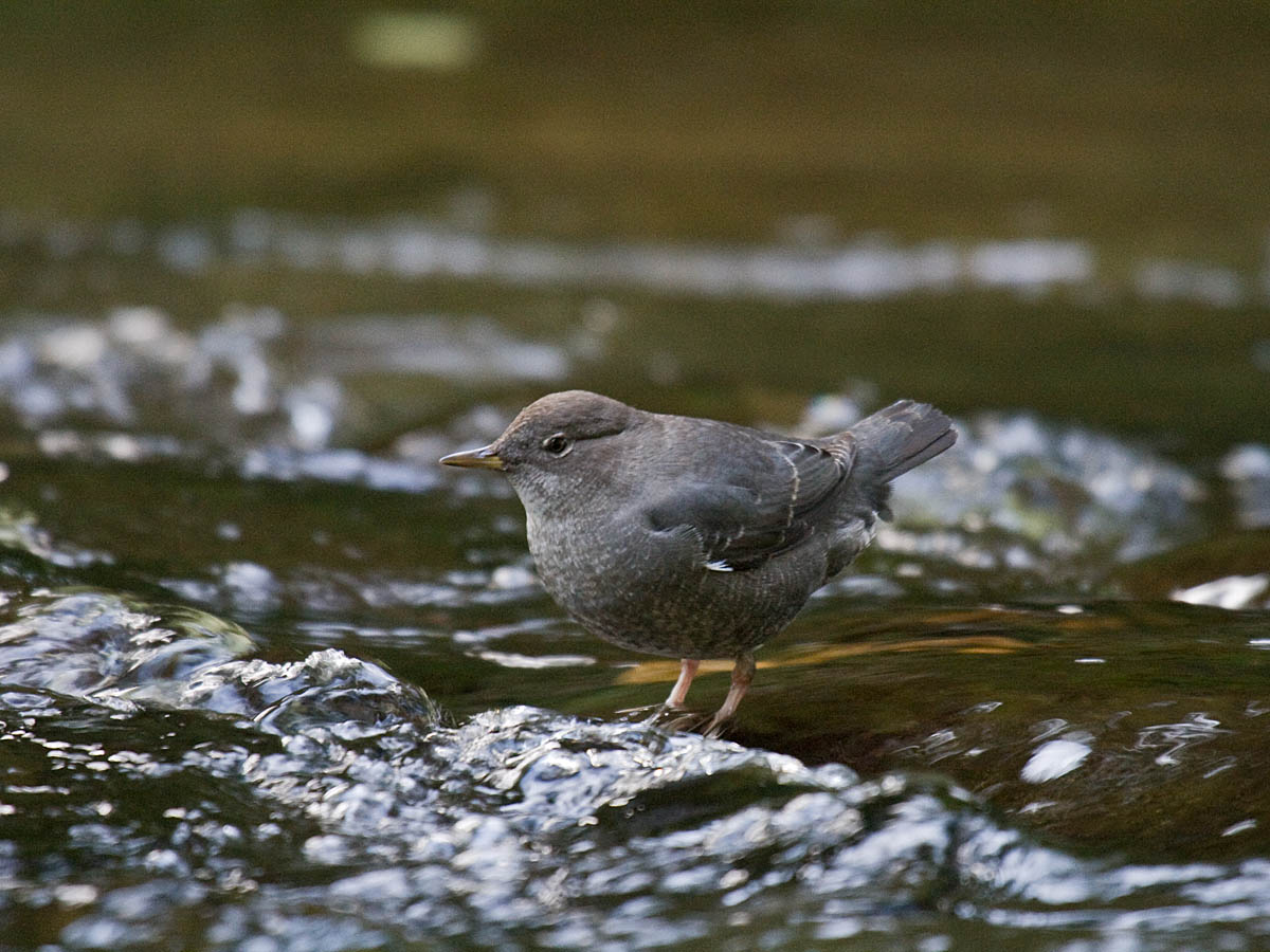 American Dipper