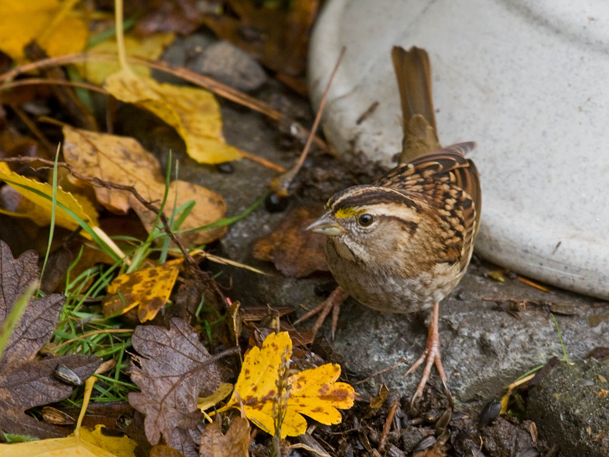 White-throated Sparrow