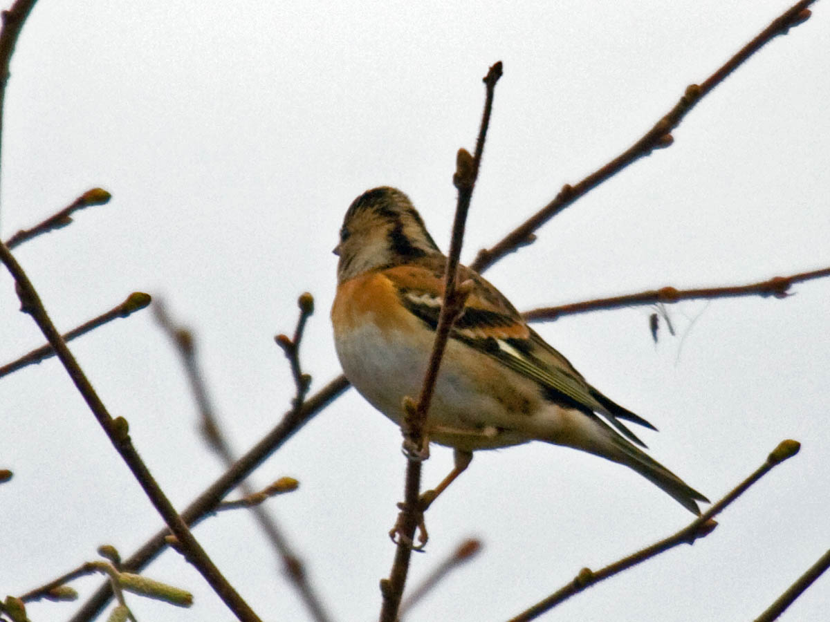 Brambling