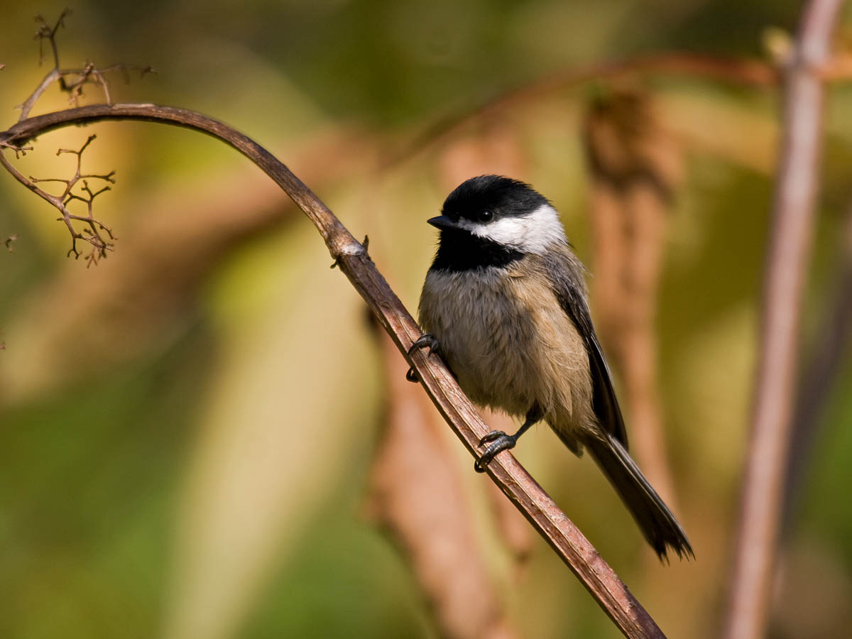 Black-capped Chickadee