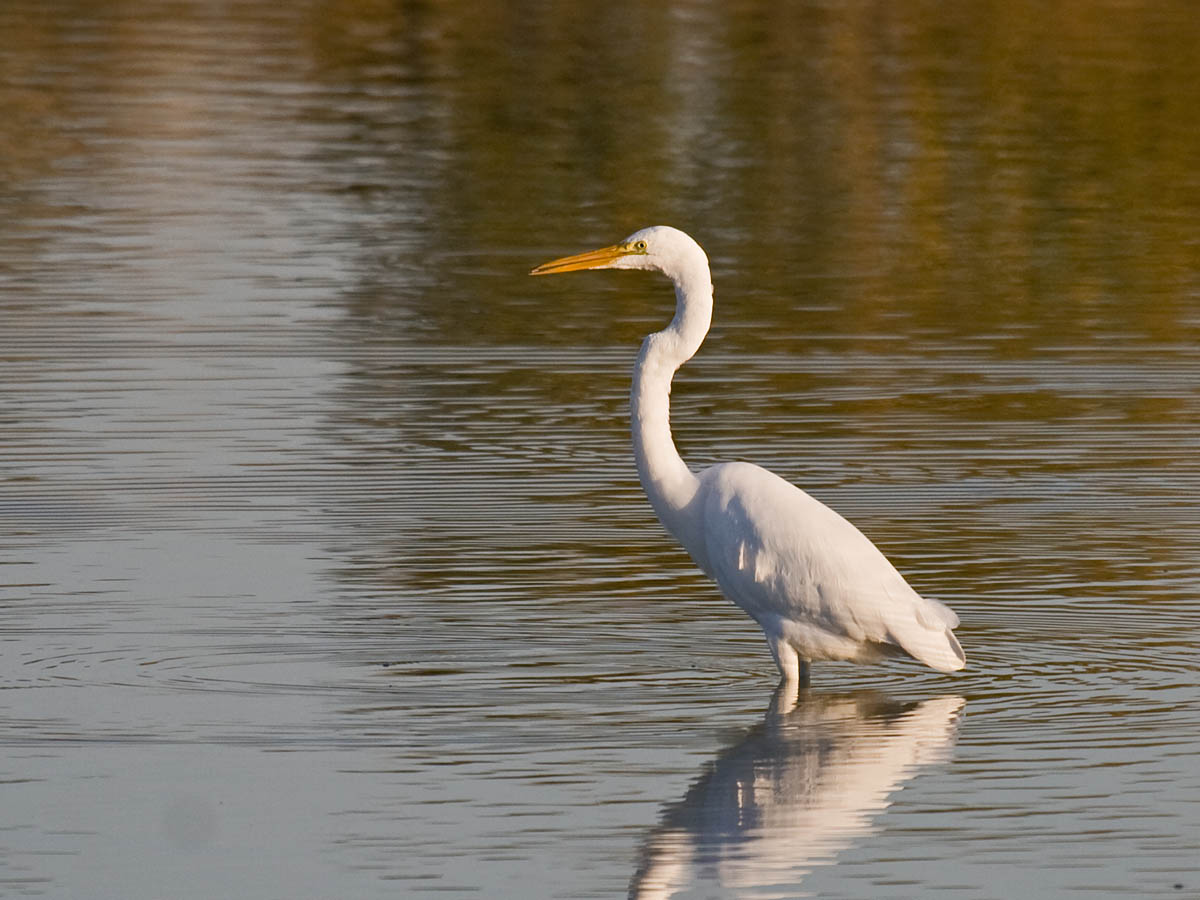 Great Egret
