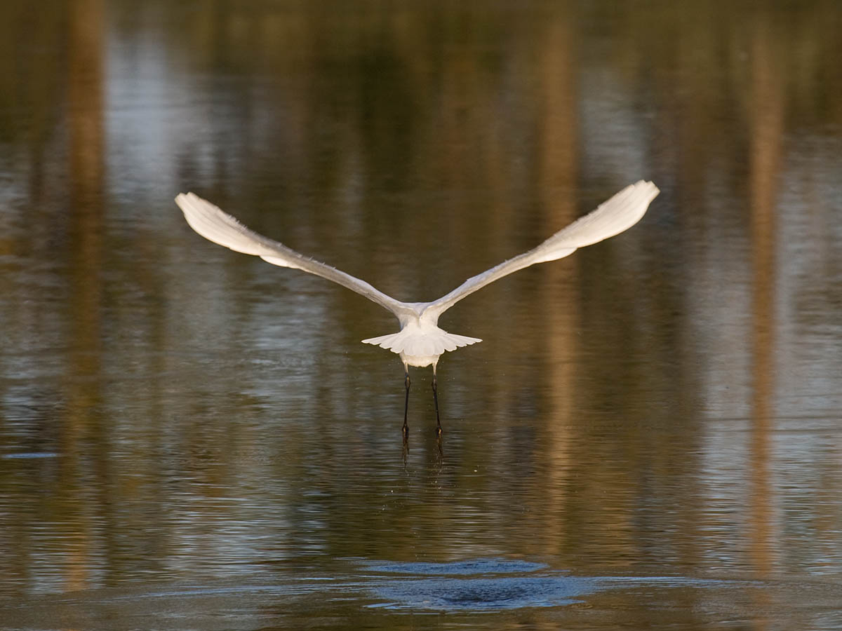 Great Egret