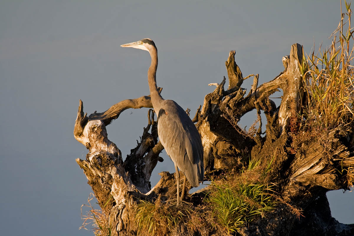 Great Blue Heron