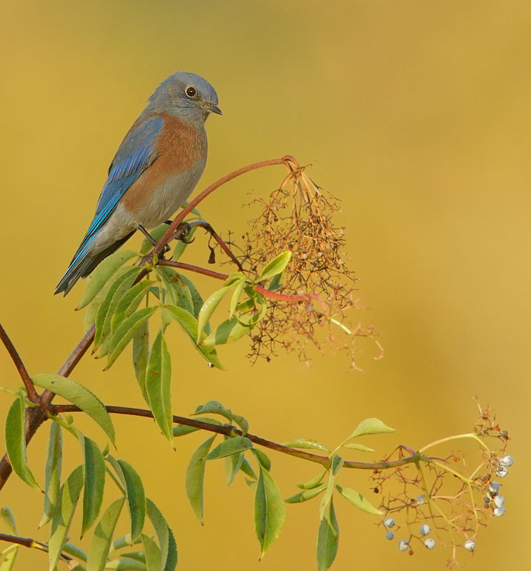 Western Bluebird, male on elderberry bush