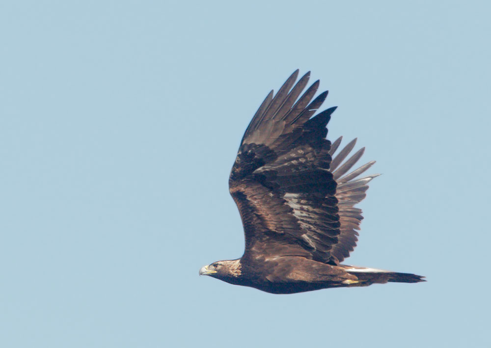 Golden Eagle, first cycle