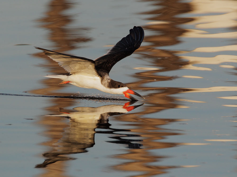Black Skimmer, skimming
