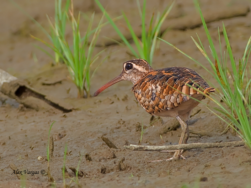 Greater Painted-snipe - female