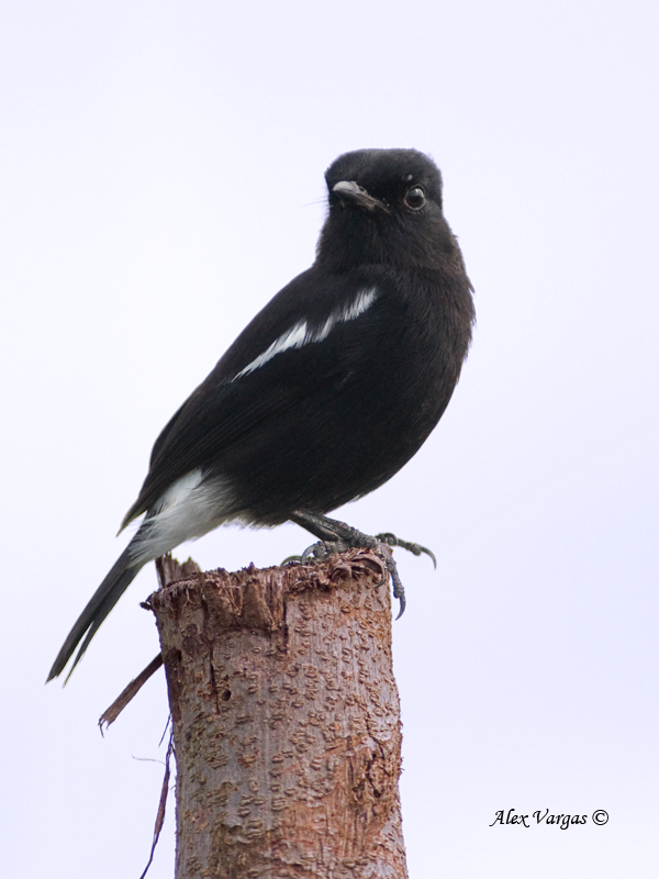 Pied Buschat - male - 3