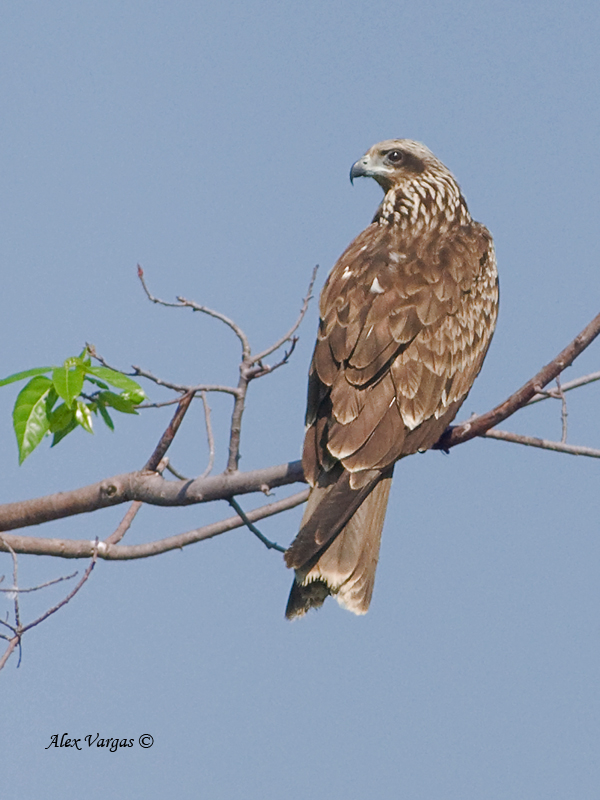 Black Kite - 2011 - perch