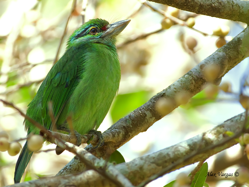 Moustached Barbet - 2011