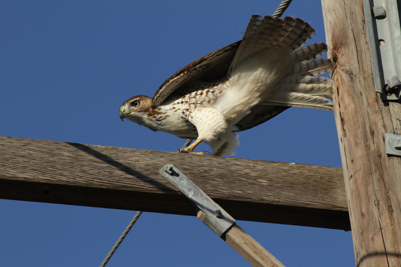 Red-shouldered Hawk