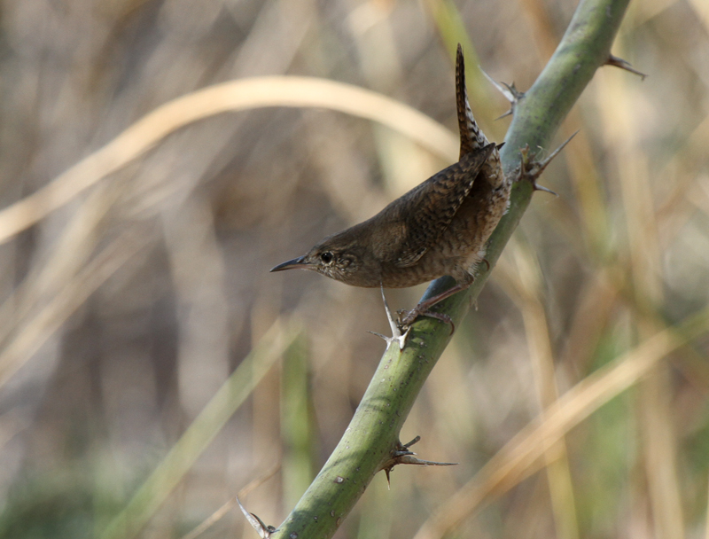 House Wren, Edinburg Wetlands