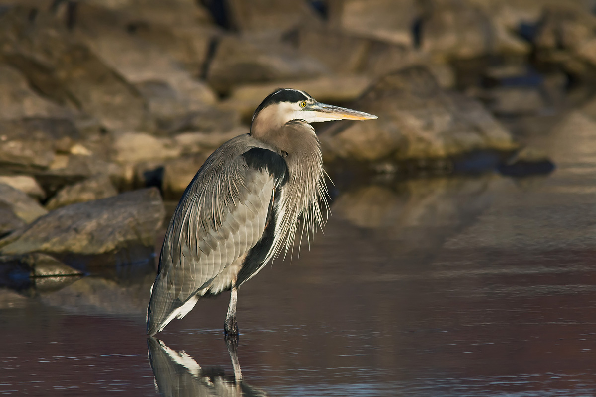 Great Blue Heron