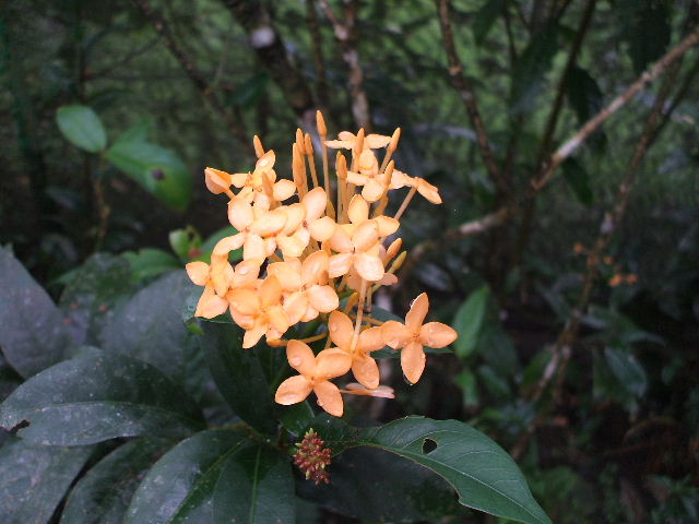 Colon, Panama -Gamboa rainforest.