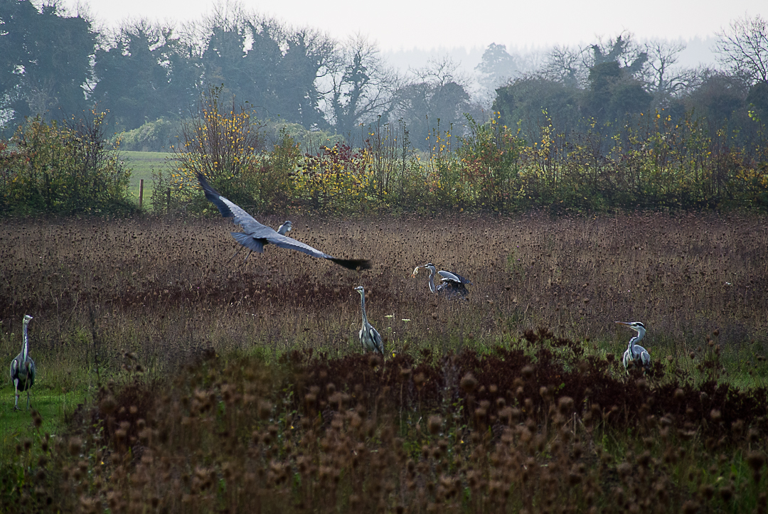 Herons