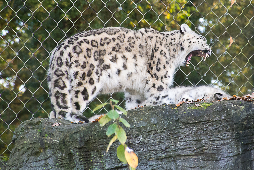 Snow Leopard