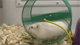 o1/46/3146/1/140082645.C0jyA7Jb.hamsterrun160.gif