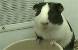 gerbil chew